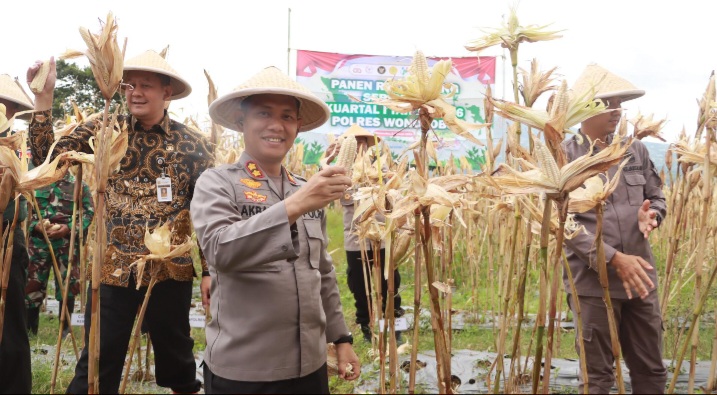 Kapolres Wonosobo, AKBP M. Kasim Akbar Bantilan, terjun langsung dalam  Panen Raya Jagung Serentak Kuartal I Tahun 2026 yang dilaksanakan di Dusun Madukoro, Desa Candimulyo, Kecamatan Kertek, Kabupaten Wonosobo, Jumat (9/1/2026).