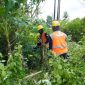 Petugas PLN melaksanakan kegiatan rabas-rabas jaringan listrik di wilayah Saptosari dan Semin, Kabupaten Gunungkidul, pada Minggu (8/2) pagi.