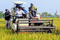Bupati Rembang, H. Harno melakukan 
panen raya padi.