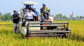 Bupati Rembang, H. Harno melakukan 
panen raya padi.