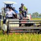 Bupati Rembang, H. Harno melakukan 
panen raya padi.