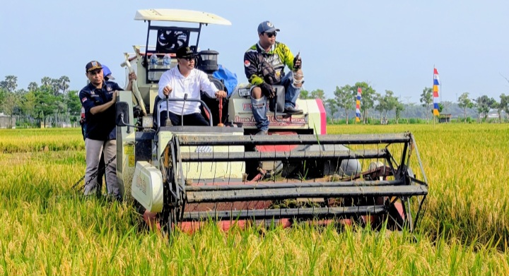 Bupati Rembang, H. Harno melakukan 
panen raya padi.