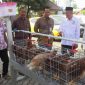 PT BPR BKK Lasem (Perseroda) menyalurkan bantuan ayam petelur beserta kandang dan pakannya kepada masyarakat.