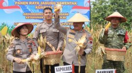 Kapolres Demak, AKBP Samel memimpin proses panen bersama jajaran pejabat utama Polres Demak, Sabtu (16/5). 
