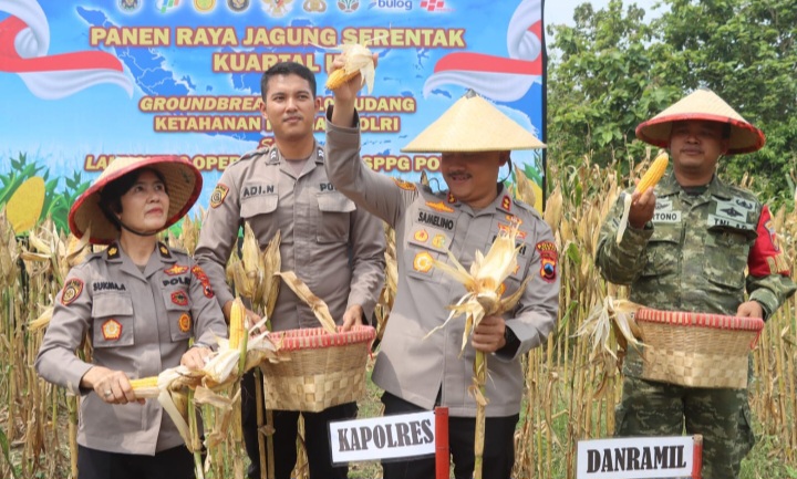 Kapolres Demak, AKBP Samel memimpin proses panen bersama jajaran pejabat utama Polres Demak, Sabtu (16/5). 