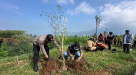 Petugas Bagian Perekonomian Setda Wonosobo dan sejumlah pegiat lingkungan melaksanakan penanaman pohon damar di kawasan Jalur Lingkar Simbing (Jalisu), Dusun Cengklok, Desa Butuh, Kecamatan Kalikajar, Rabu (20/5/2026).