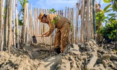 Pemkab Rembang dan TNI AD  Tanam Seribu Mangrove di Pasar Banggi