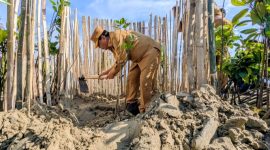 Bupati Rembang, Harno menanam pohon mangrove di kawasan Hutan Mangrove Jembatan Merah, Desa Pasar Banggi, Kecamatan Rembang, Senin (25/5/2026).