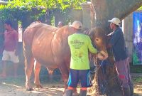 Warga Kumendung Rembang  Sembelih Sapi Kurban Bantuan Presiden Seberat 1 Ton Lebih.