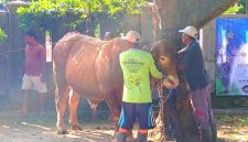 Warga Kumendung Rembang  Sembelih Sapi Kurban Bantuan Presiden Seberat 1 Ton Lebih.