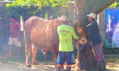Warga Kumendung Rembang  Sembelih Sapi Kurban Bantuan Presiden Seberat 1 Ton Lebih