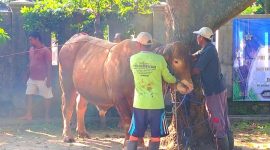 Warga Kumendung Rembang  Sembelih Sapi Kurban Bantuan Presiden Seberat 1 Ton Lebih.