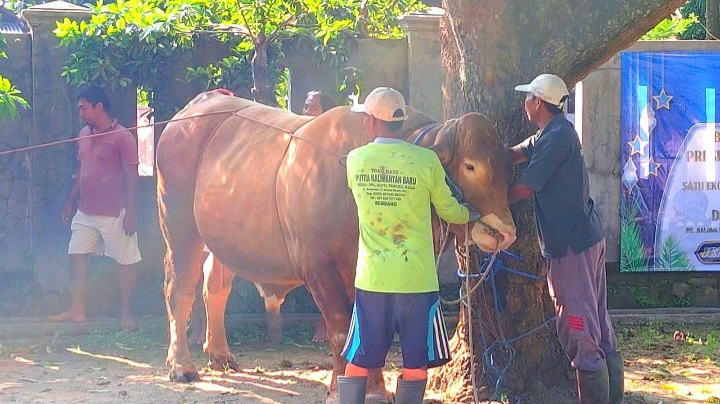 Warga Kumendung Rembang  Sembelih Sapi Kurban Bantuan Presiden Seberat 1 Ton Lebih.