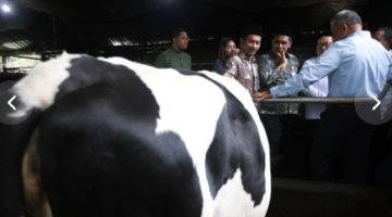 Wakil Gubernur Jawa Tengah, Taj Yasin, mendampingi kunjungan kerja Wakil Menteri Pertanian RI, Muhammad Saleh Mustafa, di Sentra Sapi Perah Desa Sumberejo, Kecamatan Ngablak, Kabupaten Magelang, Jumat (30/10/2026).